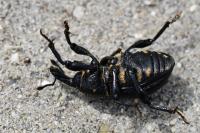 Liparus coronatus