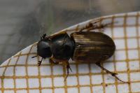 Melinopterus prodromus