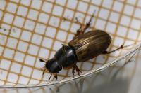 Melinopterus prodromus
