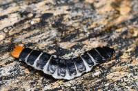 Lygistopterus sanguineus