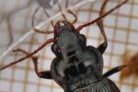 Nebria brevicollis