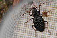 Nebria brevicollis