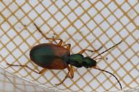 Anchomenus dorsalis