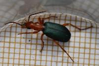 Brachinus crepitans