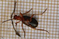 Brachinus crepitans