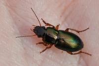 Harpalus affinis