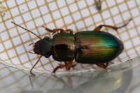 Harpalus affinis