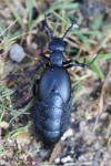 Meloe violaceus