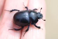 Anoplotrupes stercorosus