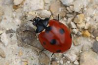 Coccinella septempunctata