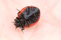 Coccinella septempunctata