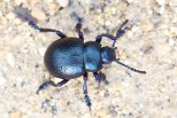 Timarcha goettingensis