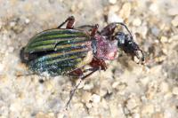 Carabus auronitens