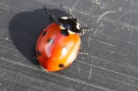Coccinella septempunctata