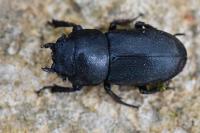 Dorcus parallelipipedus
