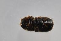 Xylographus bostrichoides