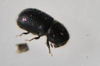 Xylographus bostrichoides