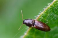 Agriotes sputator