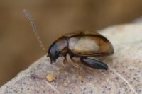 Longitarsus