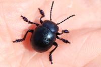 Timarcha goettingensis