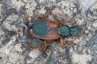 Anchomenus dorsalis