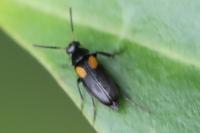 Anaspis fasciata