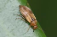 Anaspis maculata