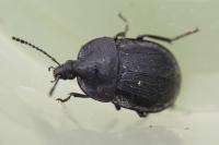 Phosphuga atrata