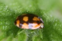 Adalia decempunctata