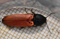 Ampedus sanguineus