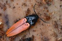 Ampedus sanguineus