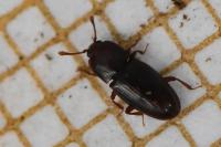 Cerylon histeroides