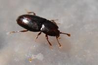 Cerylon histeroides