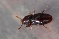 Cerylon histeroides
