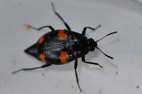 Scaphidium quadrimaculatum