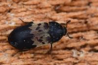 Dermestes lardarius