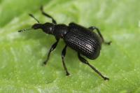 Deporaus betulae