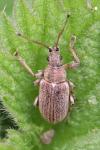 Phyllobius pyri