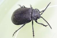 Galeruca luctuosa