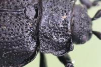 Galeruca luctuosa
