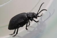 Galeruca luctuosa