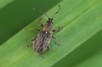 Phyllobius pyri