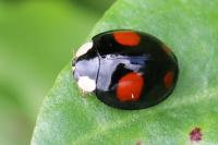 Harmonia axyridis