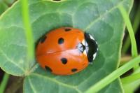Coccinella septempunctata