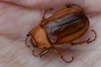 Rhizotrogus aestivus