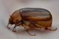 Rhizotrogus aestivus