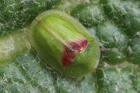 Cassida