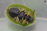 Cassida