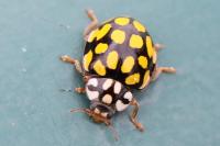 Sospita vigintiguttata