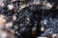 Anthicus antherinus